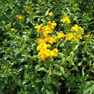 Aromatique : Estragon en bouquet