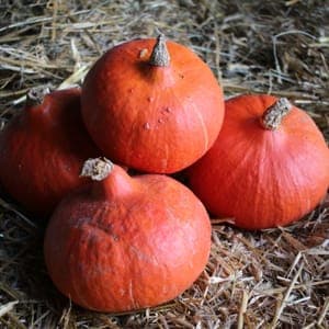 Potimarron