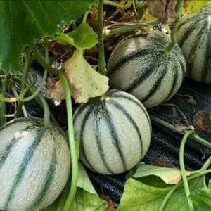 melon bio