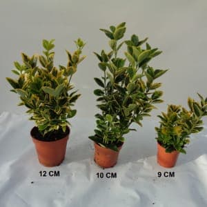 Fusain pot 9 cm