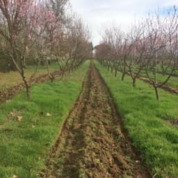 Au Pêcher Gourmand #4