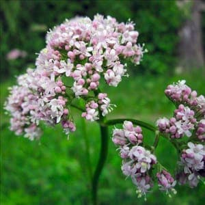 Plant de Valériane - vivace