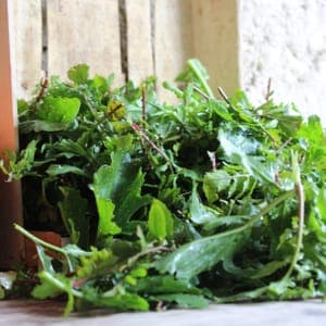 Roquette BIO