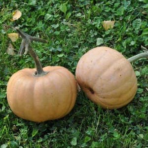Courge Carat