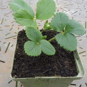 Plant Fraisier Cijosee