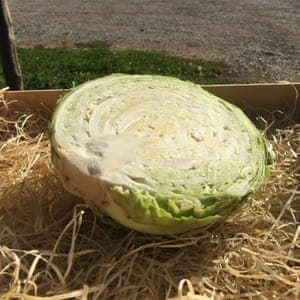 CHOUX LISSE VERT (1 kg)