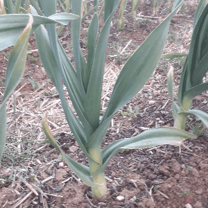 poireaux éléphant ail