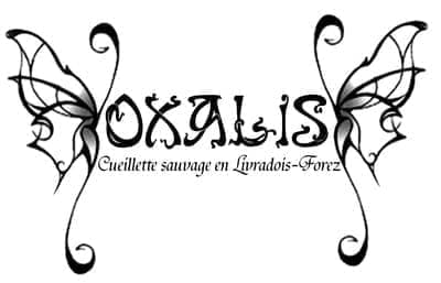 Oxalis (tisane)