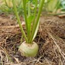 BETTERAVE - Blanche (Environ 300g)