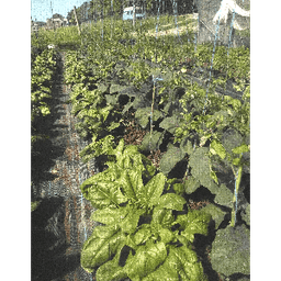 Le champ du ver luisant #8