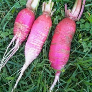 radis rose de chine