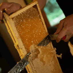 La Belle Butine #4