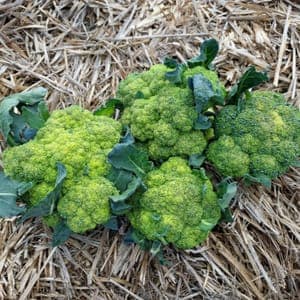 Chou brocoli