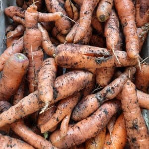 Carottes déclassées