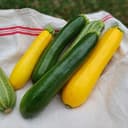 COURGETTES