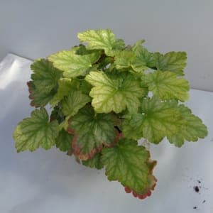 Heuchère verte