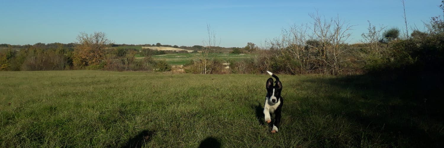 Bannière de Chouette