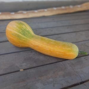 COURGE LONGUE DE NICE