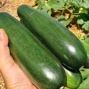 Courgette selon récolte 