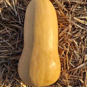 Courge butternut