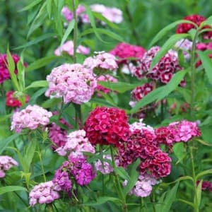 Plant d'Oeillet de poète 'Dianthus barbatus' - vivace