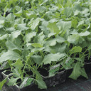 Plants - Choux brocoli