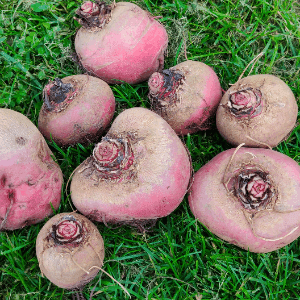 BETTERAVE VRAC CHIOGGIA AU KG