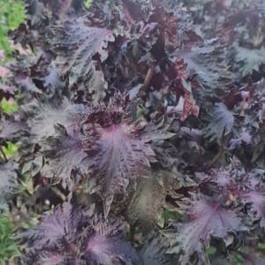 Shiso