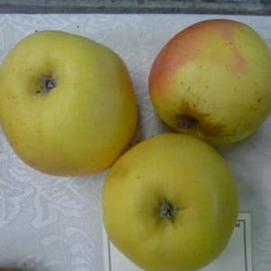 Pommier en racine nue variété