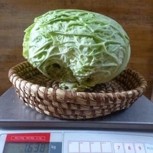 Chou frisé