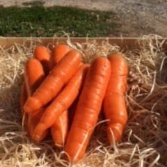 CAROTTES ( 1 kg)