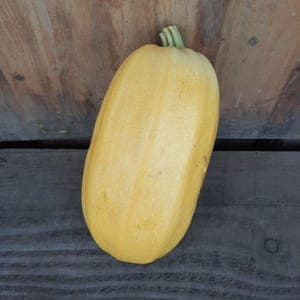 Courge Spaghetti de la Ronde des légumes à Vaulnaveys le haut