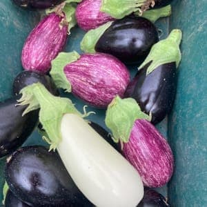 Assortiment d’aubergines