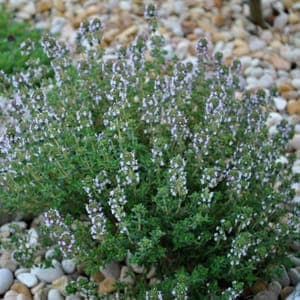 Plante pour infusion : thym