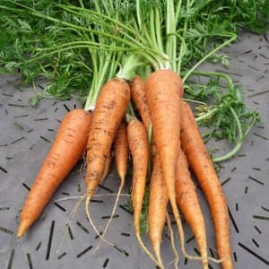 Carottes avec fanes