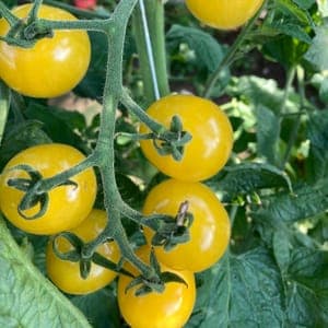 Plant de Tomate cerise 'Snowberry' (étiquette jaune rayée)