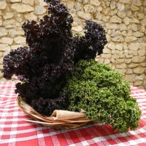 chou kale mix vert et rouge