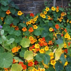 Plant de Capucine grimpante - annuelle (étiquette jaune)