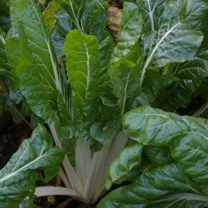 Botte de Blettes bio