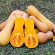 courge butternut