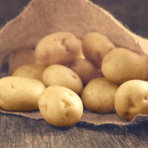 Pomme de terre, variété Nicolas