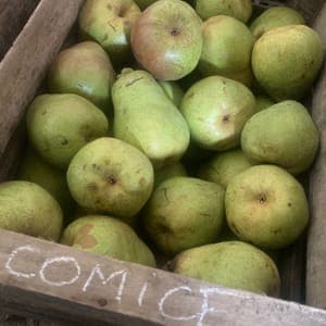 Poire Comice