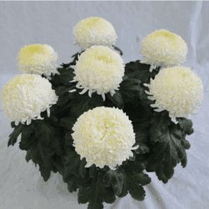 6/7 Têtes 27,5 cm blanc