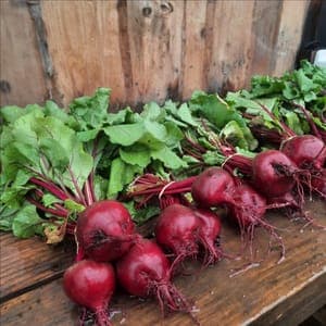 Betteraves botte