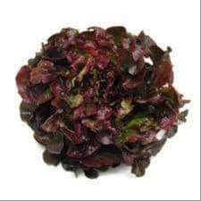 Salade (Aigue Vive)