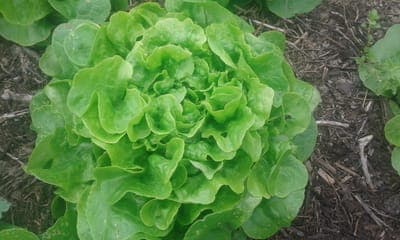 Salade feuille de chêne verte