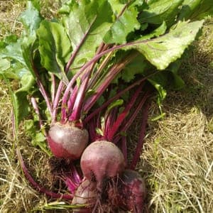 Botte de betterave nouvelle