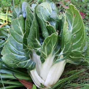 Blette verte en bouquet