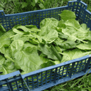 52 - Epinard - sachet