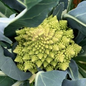 Chou romanesco
